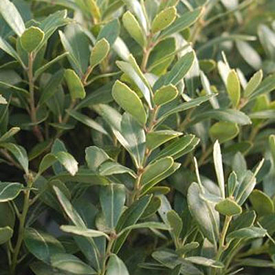 Ilex glabra 'Densa'