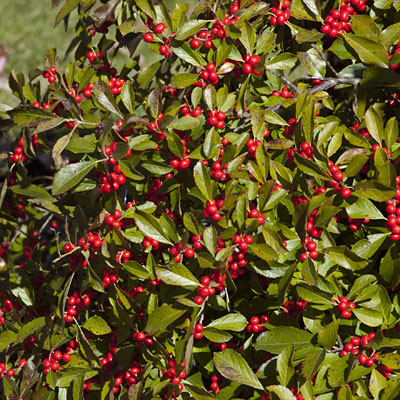 Ilex v. 'Red Sprite'