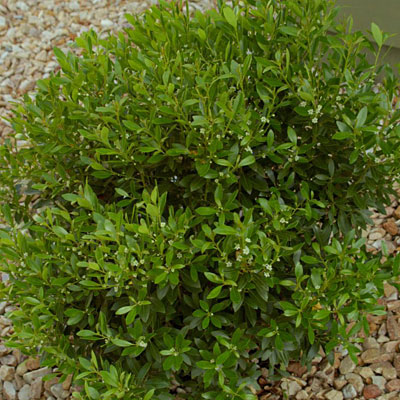 Ilex glabra 'Shamrock'