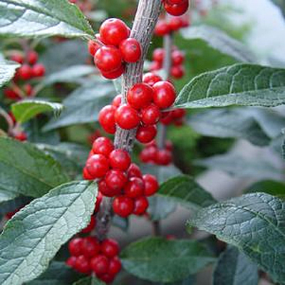 Ilex x 'Sweetheart'