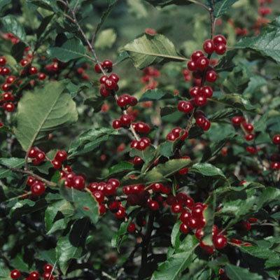 Ilex verticillata
