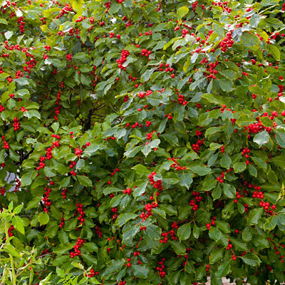 Ilex v. 'Wildfire'