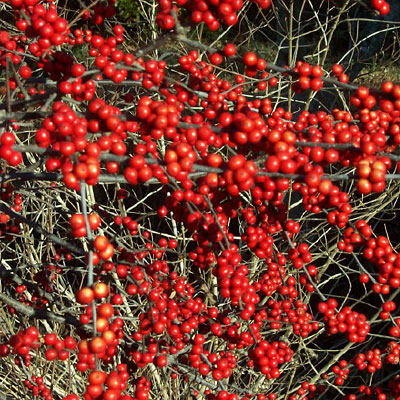 Ilex v. 'Winter Red'