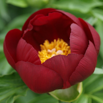 Paeonia l. 'Illini Warrior'