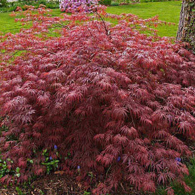 Acer pal. d. 'Inaba Shidare'