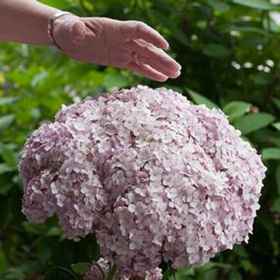 Hydrangea arb. 'Incrediball Blush'