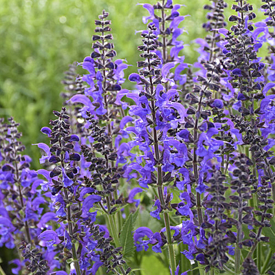Salvia n. 'Indiglo Girl'