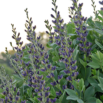 Baptisia x 'Indigo Spires'