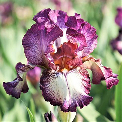 Iris g. 'Innocent Star'