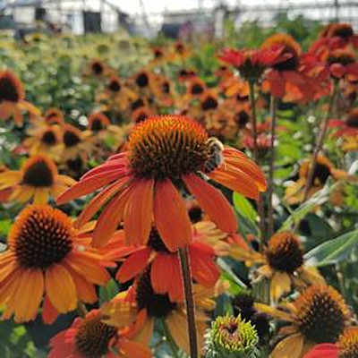 Echinacea x 'Kismet Intense Orange'