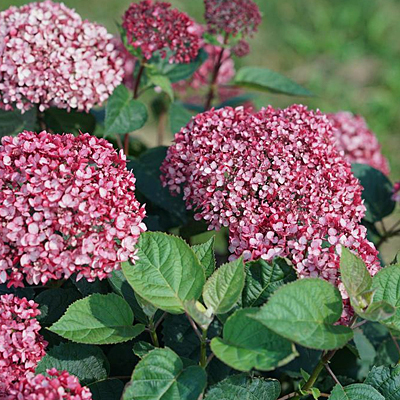 Hydrangea arb. 'Invincibelle Garnetta'