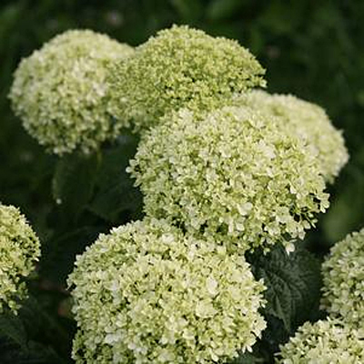 Hydrangea arb. 'Invincibelle Limetta'