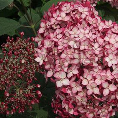 Hydrangea arb. 'Invincibelle Ruby'