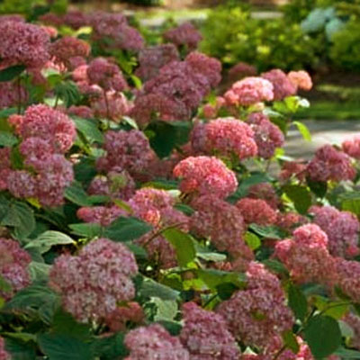 Hydrangea arb. 'Invincibelle Spirit'