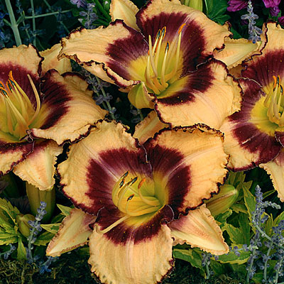 Hemerocallis 'Inwood'