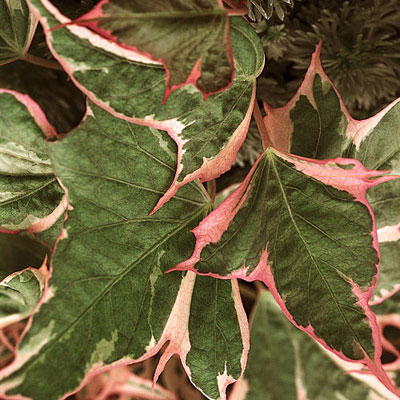 Ipomoea batatas 'Tricolor'