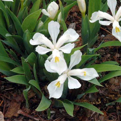 Iris c. 'Alba'