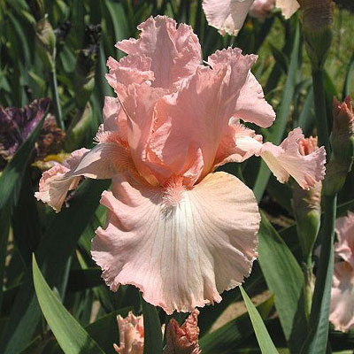 Iris g. 'Beverly Sills'