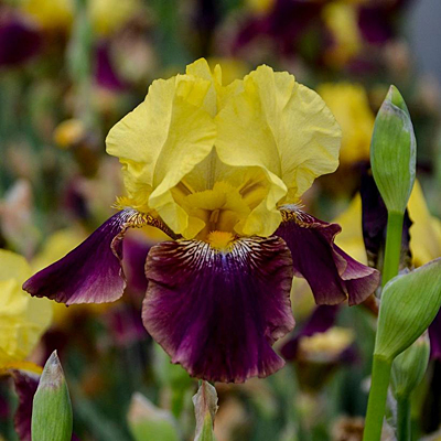 Iris g. 'Blatant'