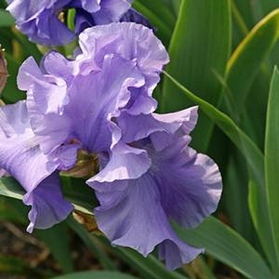 Iris g. 'Breakers'