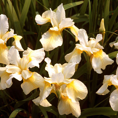 Iris s. 'Butter & Sugar'