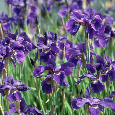 Iris s. 'Caesar's Brother'