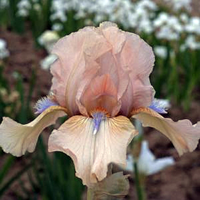 Iris g. 'Concertina'