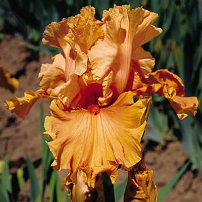 Iris g. 'Cordoba'