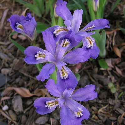 Iris cristata