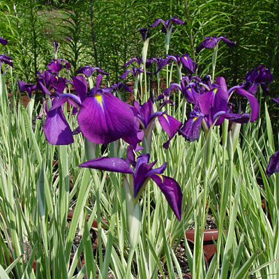 Iris e. 'Variegata'