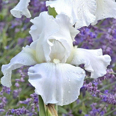 Iris g. 'Immortality'