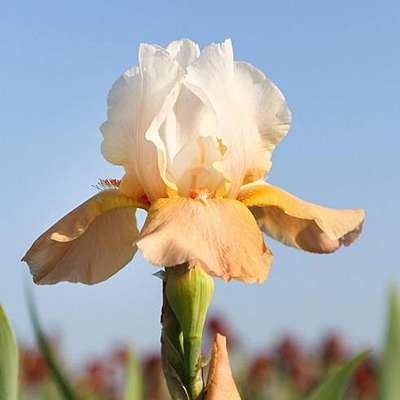 Iris g. 'Invitation'