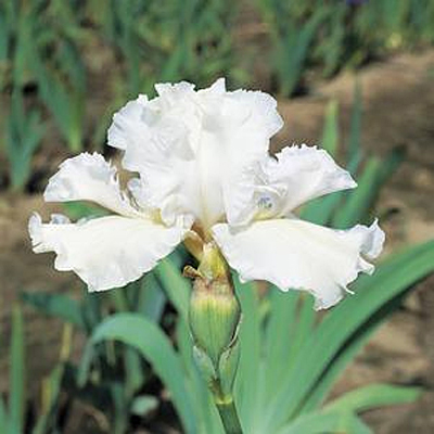 Iris g. 'Mesmerizer'