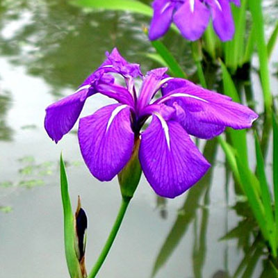 Iris e. 'Imperial Magic'