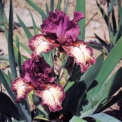 Iris g. 'Rock Star'