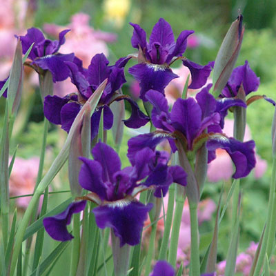 Iris s. 'Ruffled Velvet'