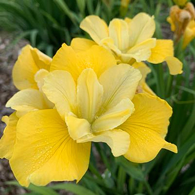 Iris s. 'Sunfisher'