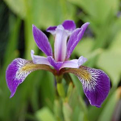 Iris versicolor