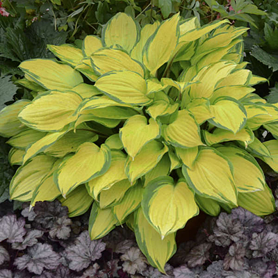 Hosta 'Island Breeze'
