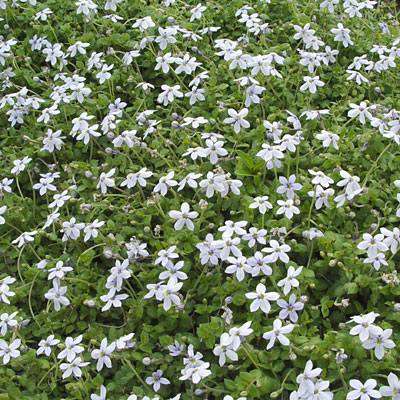Isotoma fluviatilis