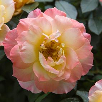 Rosa 'Oso Easy Italian Ice'