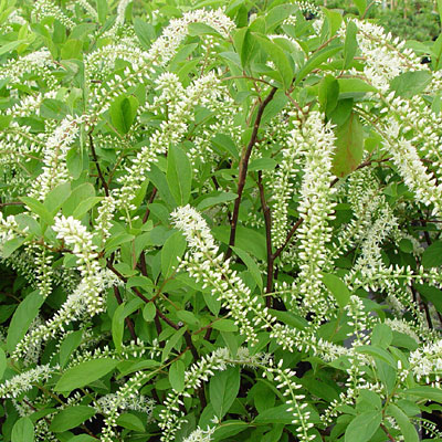 Itea v. 'Henry's Garnet'