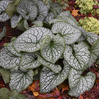 Brunnera m. 'Jack of Diamonds'
