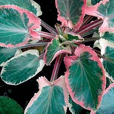 Eryngium p. 'Jade Frost'