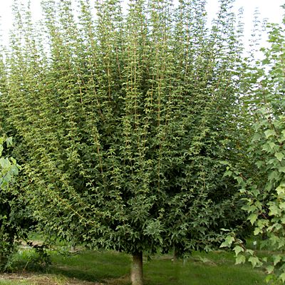 Acer campestre 'Jade Patina'