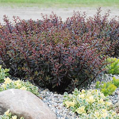 Sedum x 'Jade Tuffet'