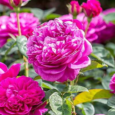 Rosa 'James L. Austin'