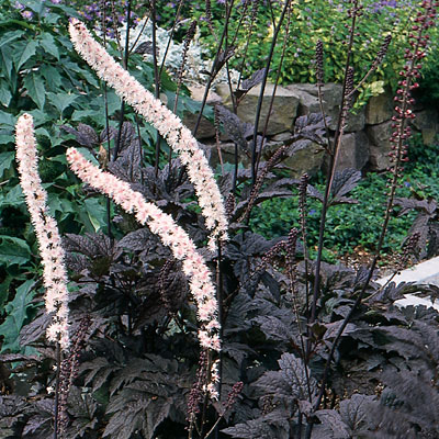 Actaea ram. 'James Compton'