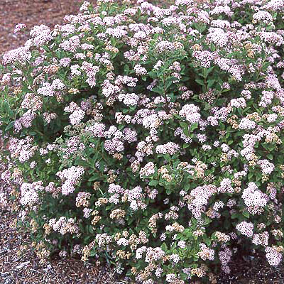 Spiraea j. 'Alpina'