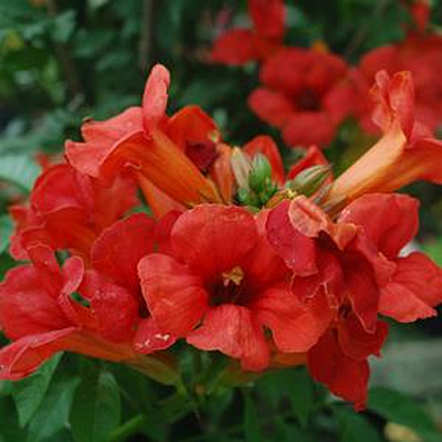 Campsis x 'Summer Jazz Fire'